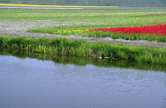 Een veld bloembollen aan het water