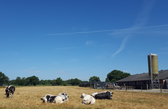 Droogte in Brabant. Koeien liggen op geel gras in de weide. Strak blauwe lucht.