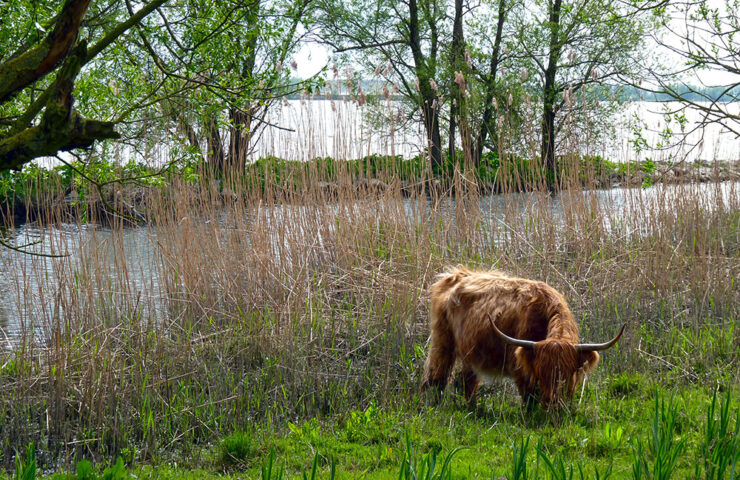 natuur-stikstof-natuurherstel-